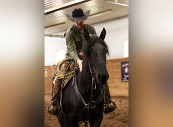 Clydesdale Mix, Wallach, 2 Jahre, 160 cm, Rappe