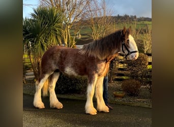 Clydesdale, Wallach, 2 Jahre, 170 cm, Roan-Bay