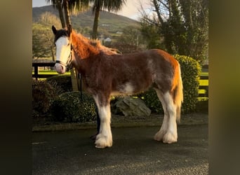 Clydesdale, Wallach, 2 Jahre, 170 cm, Roan-Bay