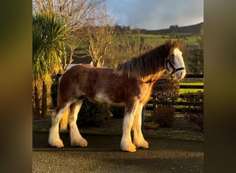 Clydesdale, Wallach, 2 Jahre, 170 cm, Roan-Bay