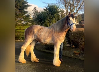 Clydesdale, Wallach, 2 Jahre, 170 cm, Roan-Red