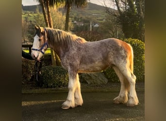 Clydesdale, Wallach, 2 Jahre, 170 cm, Roan-Red