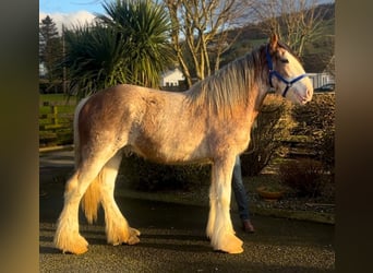 Clydesdale, Wallach, 2 Jahre, 170 cm, Roan-Red
