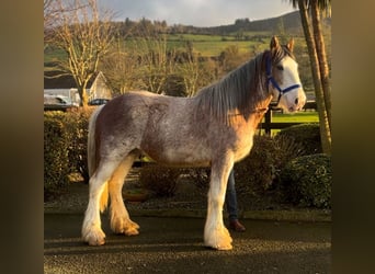 Clydesdale, Wallach, 2 Jahre, 170 cm, Roan-Red