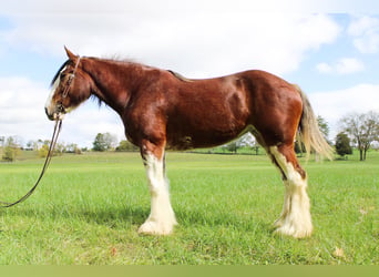 Clydesdale, Wallach, 3 Jahre, 163 cm, Roan-Bay