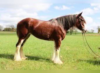 Clydesdale, Wallach, 3 Jahre, 163 cm, Roan-Bay