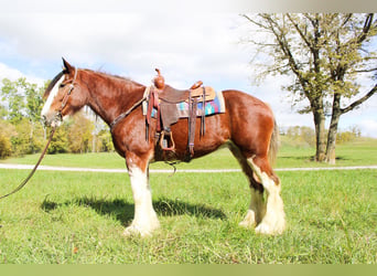 Clydesdale, Wallach, 3 Jahre, 163 cm, Roan-Bay