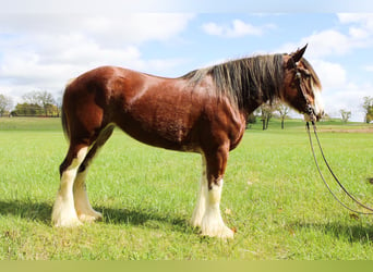 Clydesdale, Wallach, 4 Jahre, 163 cm, Roan-Bay