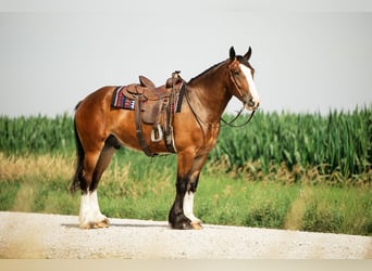 Clydesdale Mix, Wallach, 4 Jahre, 163 cm, Rotbrauner