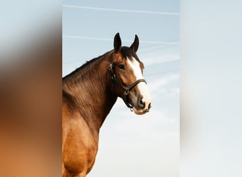 Clydesdale Mix, Wallach, 4 Jahre, 163 cm, Rotbrauner