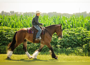 Clydesdale Mix, Wallach, 4 Jahre, 163 cm, Rotbrauner