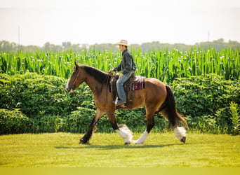 Clydesdale Mix, Wallach, 4 Jahre, 163 cm, Rotbrauner