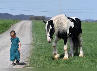 Clydesdale Mix, Wallach, 4 Jahre