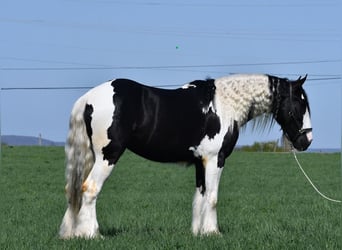 Clydesdale Mix, Wallach, 4 Jahre