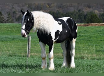 Clydesdale Mix, Wallach, 4 Jahre
