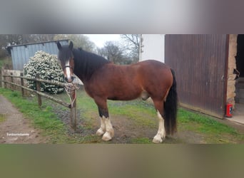 Clydesdale, Wallach, 5 Jahre, 161 cm, Rotbrauner