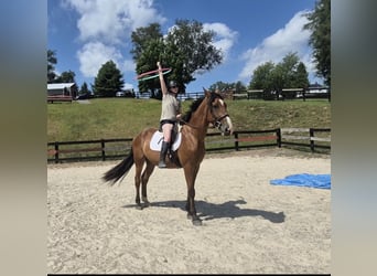 Clydesdale Mix, Wallach, 5 Jahre, 165 cm, Rotbrauner