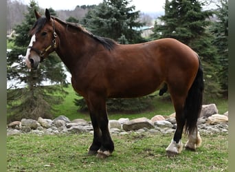 Clydesdale, Wallach, 5 Jahre, 168 cm, Rotbrauner