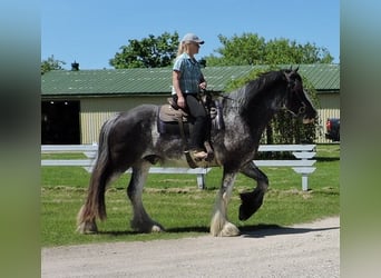 Clydesdale, Wallach, 5 Jahre, 173 cm, Roan-Blue