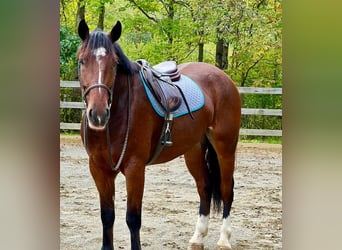 Clydesdale Mix, Wallach, 5 Jahre, Rotbrauner