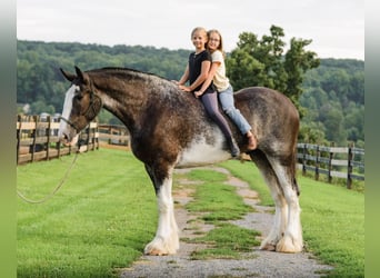 Clydesdale, Wallach, 5 Jahre, Schecke