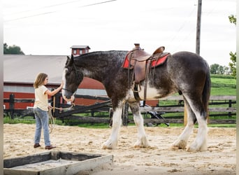 Clydesdale, Wallach, 5 Jahre, Schecke