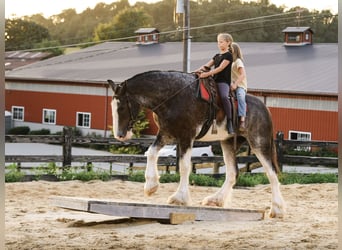 Clydesdale, Wallach, 5 Jahre, Schecke