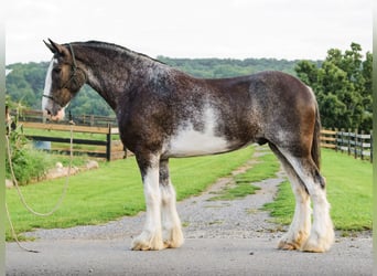 Clydesdale, Wallach, 5 Jahre, Schecke