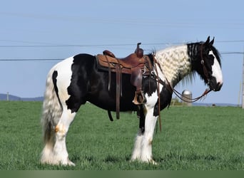 Clydesdale Mix, Wallach, 5 Jahre
