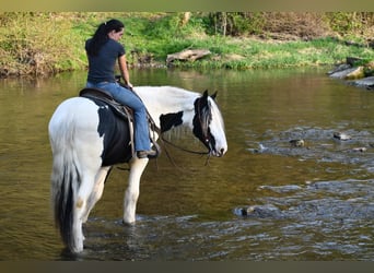 Clydesdale Mix, Wallach, 5 Jahre