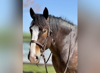 Clydesdale Mix, Wallach, 6 Jahre, 173 cm, Rotbrauner