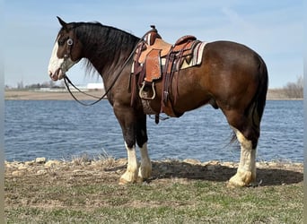 Clydesdale Mix, Wallach, 6 Jahre, Dunkelbrauner