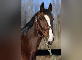 Clydesdale, Wallach, 7 Jahre, 165 cm, Rotbrauner