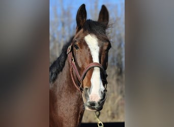 Clydesdale, Wallach, 7 Jahre, 165 cm, Rotbrauner