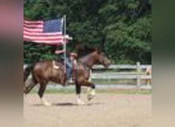 Clydesdale, Wallach, 7 Jahre, 173 cm, Rotbrauner