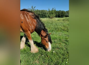 Clydesdale, Wallach, 7 Jahre, 177 cm, Rotfuchs