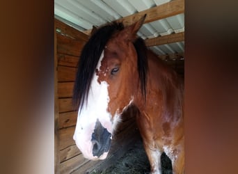Clydesdale, Wallach, 7 Jahre, 177 cm, Rotfuchs