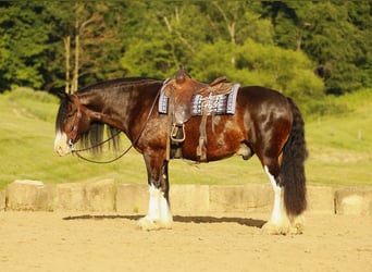 Clydesdale Mix, Wallach, 8 Jahre, 163 cm, Dunkelbrauner