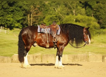 Clydesdale Mix, Wallach, 8 Jahre, 163 cm, Dunkelbrauner