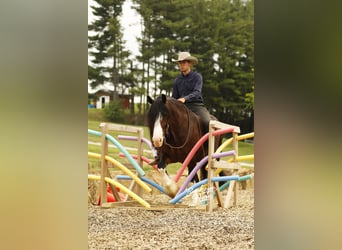 Clydesdale Mix, Wallach, 8 Jahre, 163 cm, Dunkelbrauner