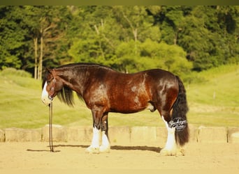 Clydesdale Mix, Wallach, 8 Jahre, 163 cm, Dunkelbrauner