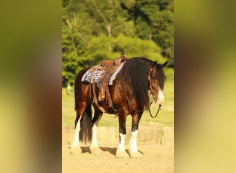 Clydesdale Mix, Wallach, 8 Jahre, 163 cm, Dunkelbrauner