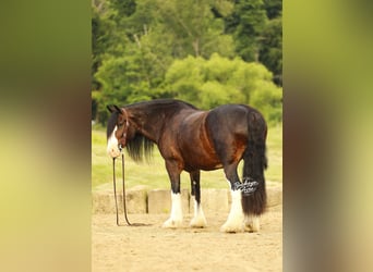 Clydesdale Mix, Wallach, 8 Jahre, 163 cm, Dunkelbrauner