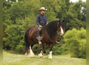 Clydesdale Mix, Wallach, 8 Jahre, 163 cm, Dunkelbrauner