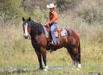 Clydesdale Mix, Wallach, 9 Jahre, 163 cm, Rotbrauner