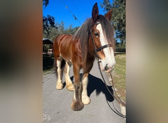 Clydesdale, Wallach, 9 Jahre, 173 cm, Roan-Bay