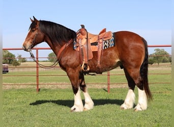 Clydesdale, Wallach, 9 Jahre, Rotbrauner