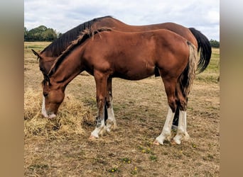 Clydesdale Mix, Wallach, Fohlen (03/2025), 170 cm, Rotbrauner