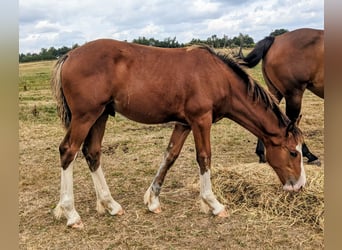 Clydesdale Mix, Wallach, Fohlen (03/2025), 170 cm, Rotbrauner