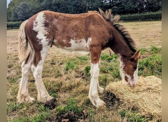Clydesdale, Wallach, Fohlen (05/2025), 175 cm, Rotbrauner